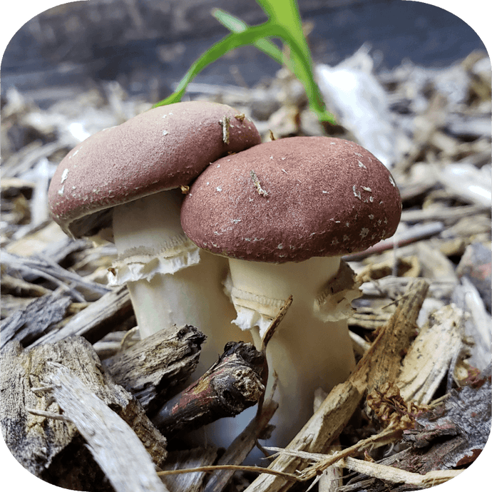 Grow Mushrooms Outside!  (The easiest way to grow)