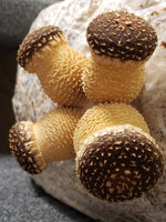 At Cloud Culture Mushrooms we grow every mushroom culture we sell, to prove their top quality genetics. We choose mushroom cultures based on colonization speed, fruit body form, and biological efficiency.