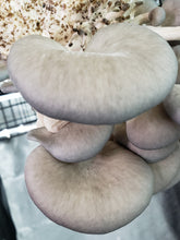 Load image into Gallery viewer, Blue Oyster (Pleurotus ostreatus) Commercial Slant or Petri Dish
