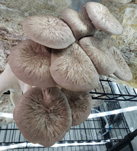 Load image into Gallery viewer, Black Pearl King Oyster (Pleurotus ostreatus-Hybrid) Commercial Spore Print
