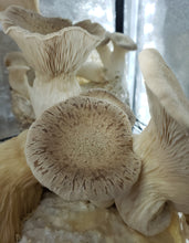 Load image into Gallery viewer, King Oyster (Pleurotus eryngii) Commercial Slant or Petri Dish
