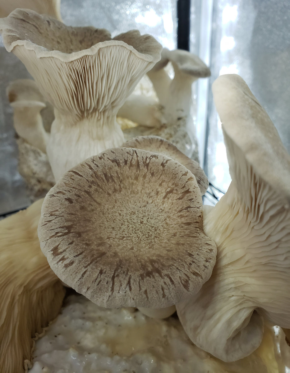 King Oyster (Pleurotus eryngii) Commercial Spore Print Cloud Culture