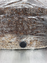 Load image into Gallery viewer, Grain & Master all-in-one Mushroom Fruiting Block (with built-in self-healing injection port)