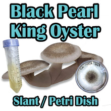 Load image into Gallery viewer, Black Pearl King Oyster (Pleurotus ostreatus-Hybrid) Commercial Culture Slant or Petri Dish
