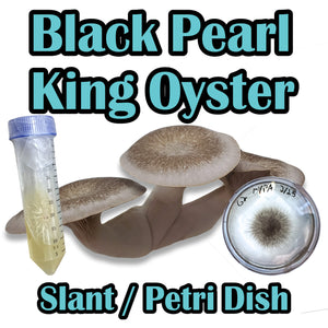 Black Pearl King Oyster (Pleurotus ostreatus-Hybrid) Commercial Culture Slant or Petri Dish