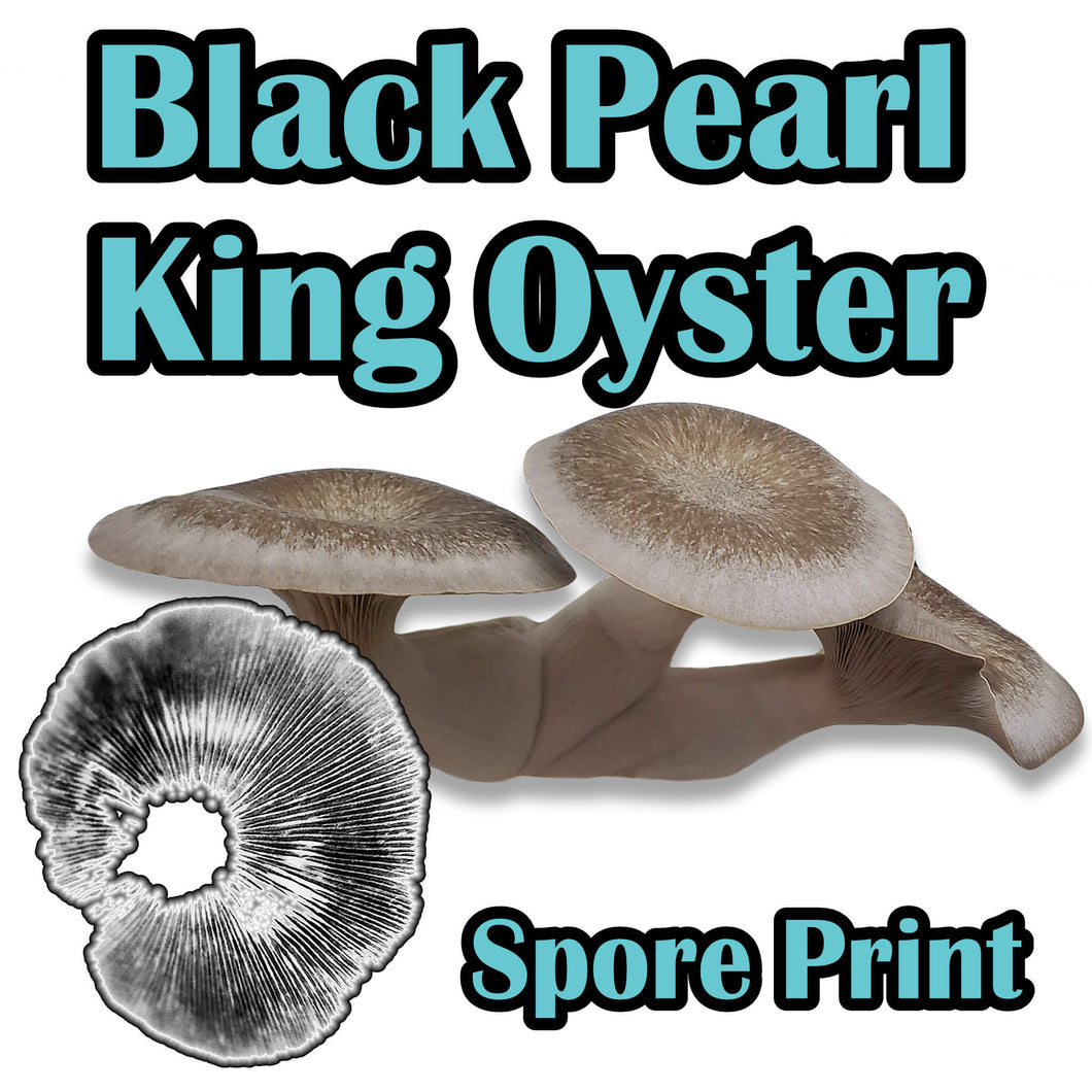 Black Pearl King Oyster (Pleurotus ostreatus-Hybrid) Commercial Spore Print