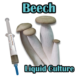Beech (Hypsizygus tessulatus) Liquid Culture