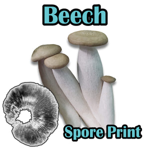 Beech (Hypsizygus tessulatus) Spore Print