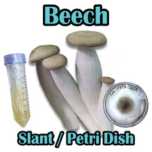 Load image into Gallery viewer, Beech (Hypsizygus tessulatus) Slant or Petri Dish
