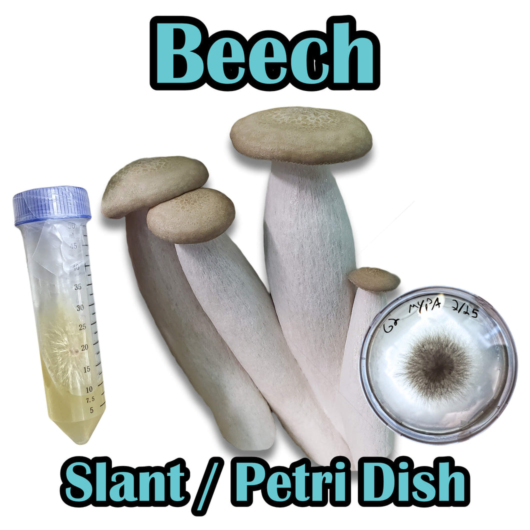 Beech (Hypsizygus tessulatus) Slant or Petri Dish