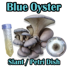 Load image into Gallery viewer, Blue Oyster (Pleurotus ostreatus) Commercial Slant or Petri Dish
