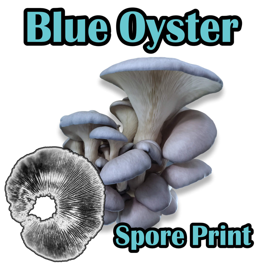 Blue Oyster (Pleurotus ostreatus) Commercial Spore Print