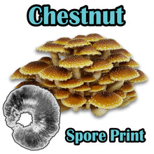 Load image into Gallery viewer, Chestnut (Pholiota adiposa) Commercial Spore Print
