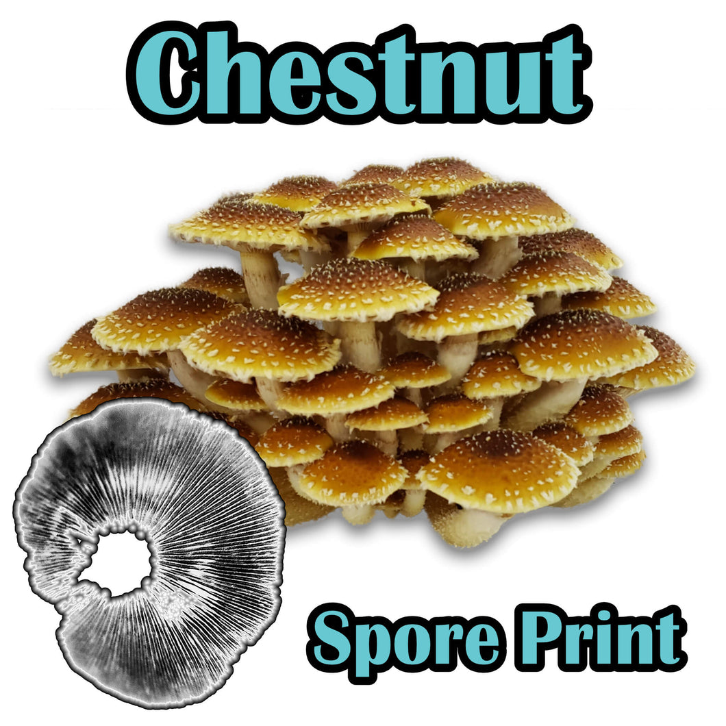 Chestnut (Pholiota adiposa) Commercial Spore Print