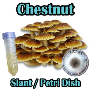 Chestnut (Pholiota adiposa) Commercial Slant or Petri Dish