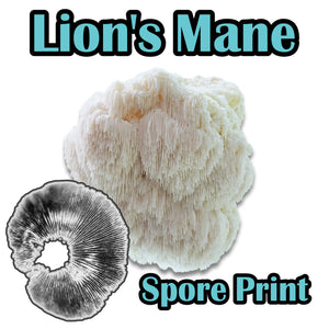 Lion's Mane (Hericium erinaceus) Commercial Spore Print
