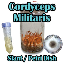 Load image into Gallery viewer, Cordyceps militaris Slant or Petri Dish
