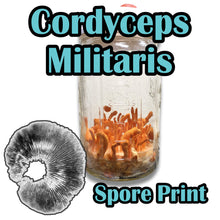 Load image into Gallery viewer, Cordyceps militaris Spore Print
