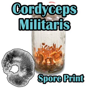 Cordyceps militaris Spore Print
