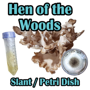 Hen of the Woods (Grifola frondosa) Slant or Petri Dish