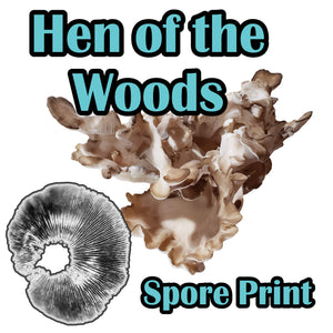 Hen of the Woods (Grifola frondosa) Spore Print
