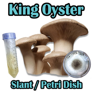 King Oyster (Pleurotus eryngii) Commercial Slant or Petri Dish