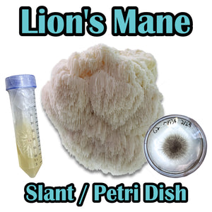 Lion's Mane (Hericium erinaceus) Commercial Culture Slant or Petri Dish