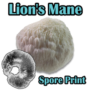 Lion's Mane (Hericium erinaceus) Spore Print