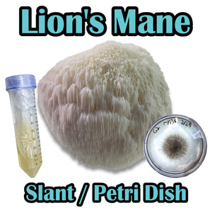 Lion's Mane (Hericium erinaceus) Slant or Petri Dish