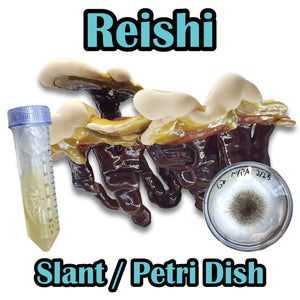 Reishi (Ganoderma lucidum) Commercial Culture Slant or Petri Dish