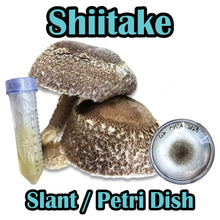 Load image into Gallery viewer, Shiitake Block WR (Lentinula edodes) (Wide temp range) Commercial Slant or Petri Dish
