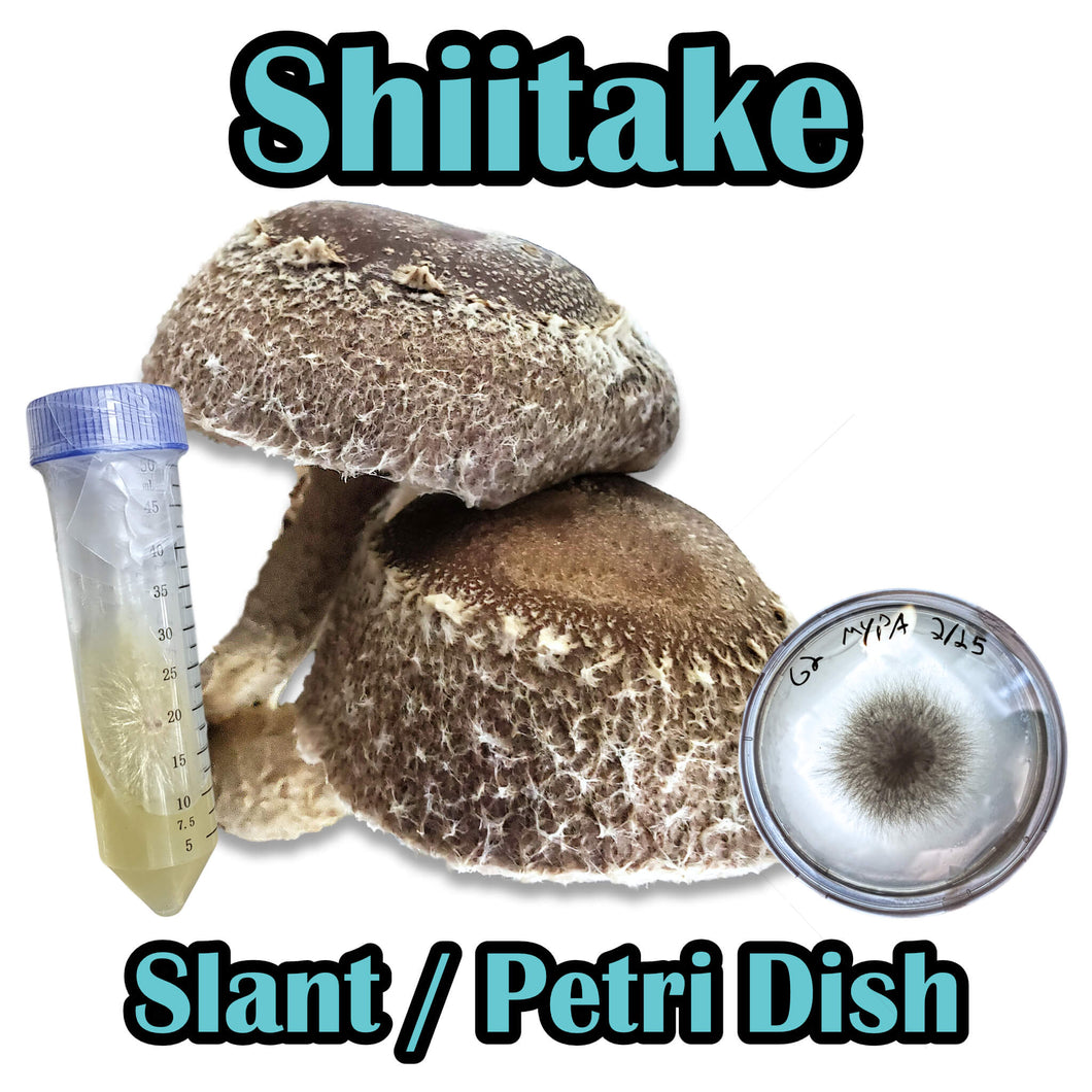 Shiitake Block WR (Lentinula edodes) (Wide temp range) Commercial Slant or Petri Dish