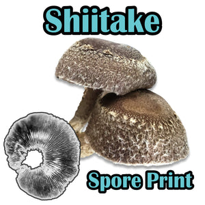 Shiitake Block WR (Lentinula edodes) (Wide temp range) Spore Print
