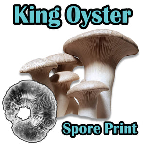 King Oyster (Pleurotus eryngii) Commercial Spore Print
