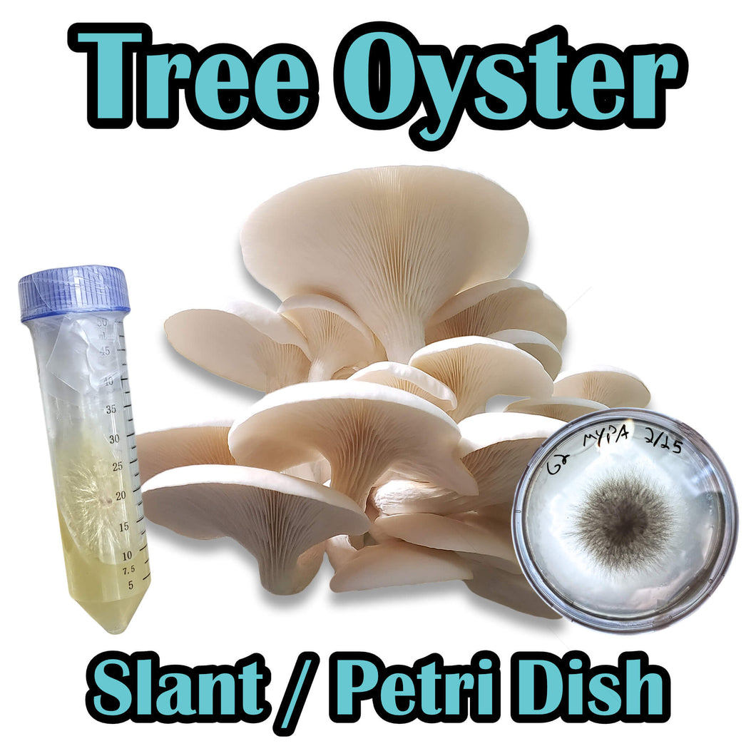 Tree Oyster (Pleurotus ostreatus) Slant or Petri Dish