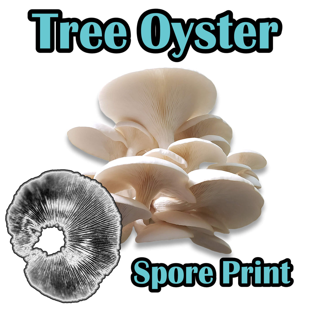 Tree Oyster (Pleurotus ostreatus) Spore Print