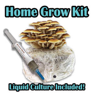 Gourmet Mushroom Home Grow Kit