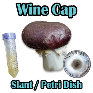 Wine Cap (Stropharia rugoso-annulata) Slant or Petri Dish