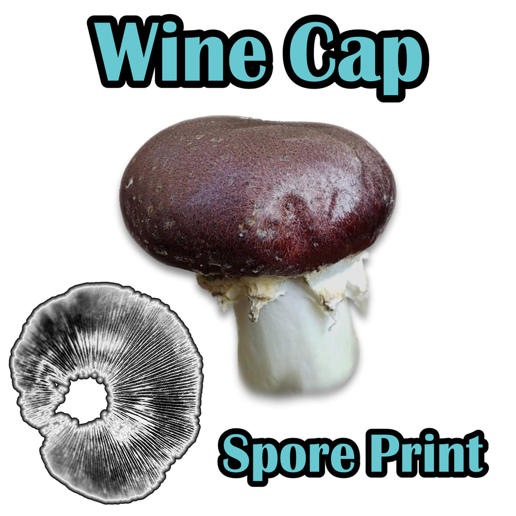 Wine Cap (Stropharia rugoso-annulata) Spore Print