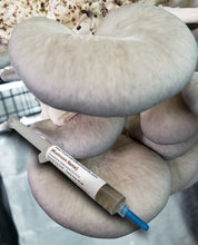 Load image into Gallery viewer, Blue Oyster (Pleurotus ostreatus) Commercial Liquid Culture
