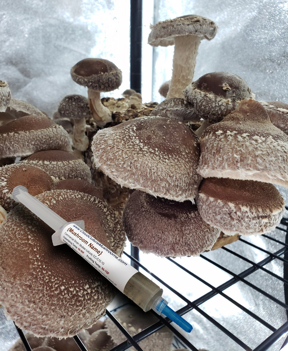 Shiitake (Lentinula edodes) – Fungiperfect