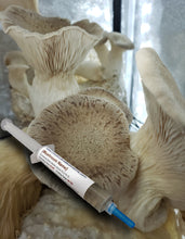 Load image into Gallery viewer, King Oyster (Pleurotus eryngii) Commercial Liquid Culture

