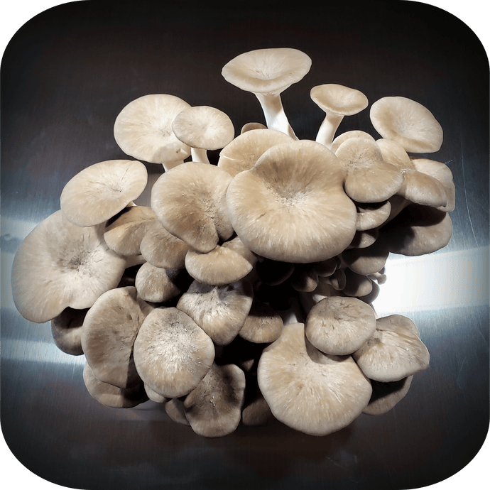 Growing Mushrooms (Part 3)