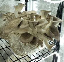 Load image into Gallery viewer, Black Pearl King Oyster (Pleurotus Ostreatus - Hybrid Species) Commercial Liquid Culture
