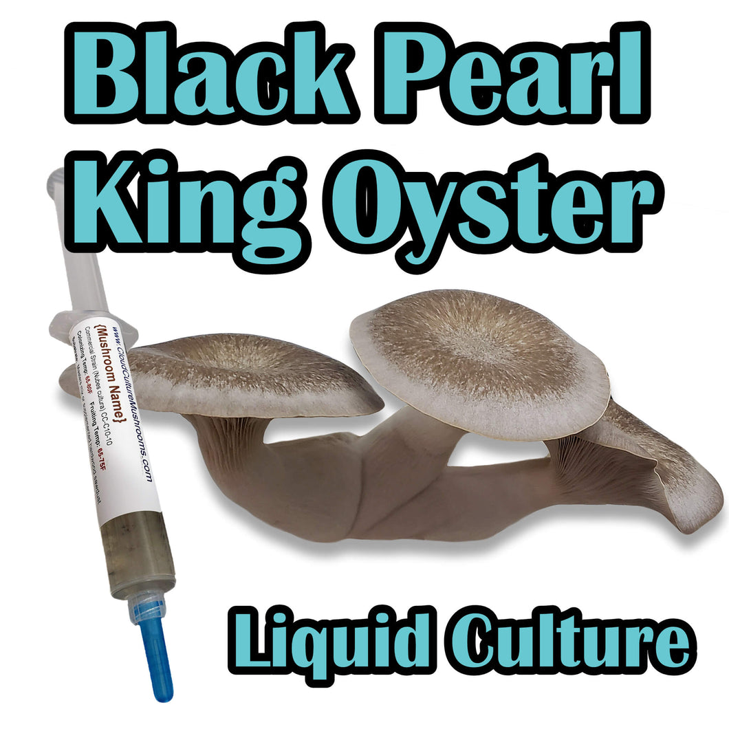 Black Pearl King Oyster (Pleurotus Ostreatus - Hybrid Species) Commercial Liquid Culture