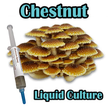 Load image into Gallery viewer, Chestnut (Pholiota adiposa) Commercial Liquid Culture
