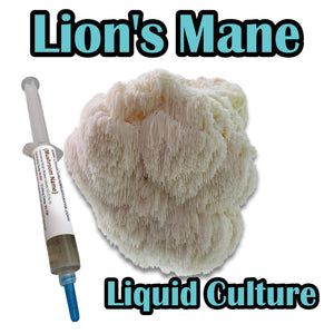 Lion's Mane (Hericium erinaceus) Commercial Liquid Culture