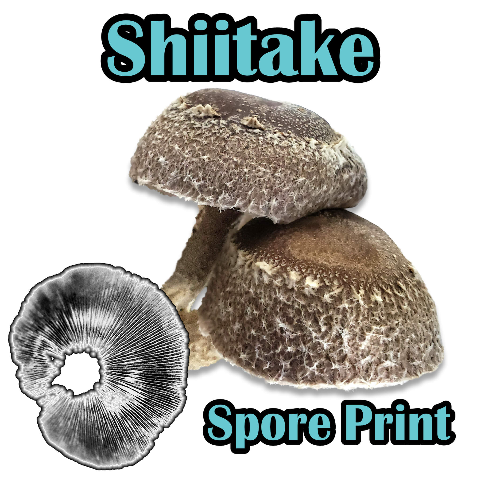 Dual Colour Modular Mushroom Caps (Stochastic) - 3D model by