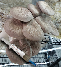Load image into Gallery viewer, Black Pearl King Oyster (Pleurotus Ostreatus - Hybrid Species) Commercial Liquid Culture
